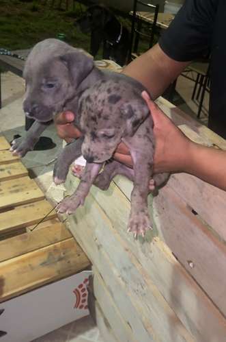 Cachorros Gran Danés