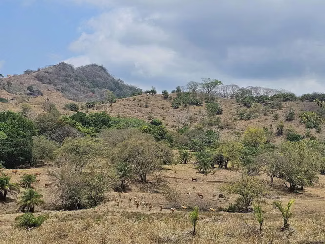 Se Vende Finca de 4 hectáreas en Capira, Cermeño (DR) - Imagen 5