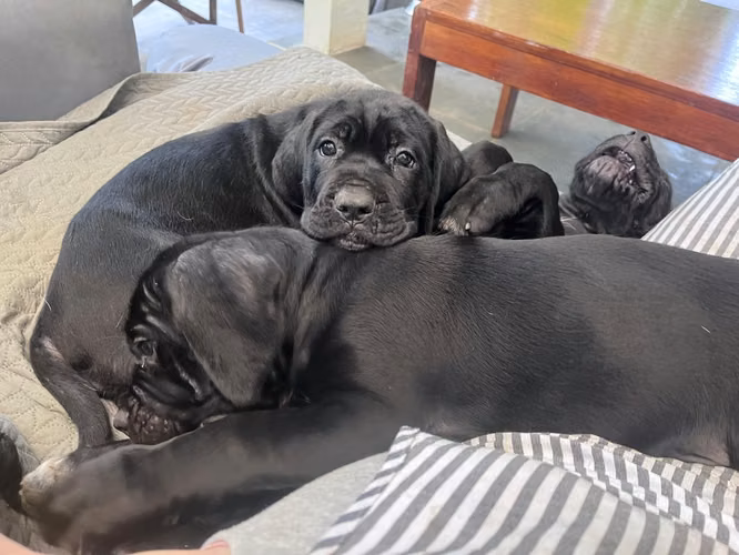 Cane Corso  - Imagen 1