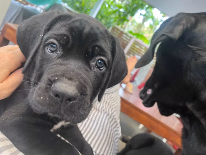 Cane Corso  - Imagen 3
