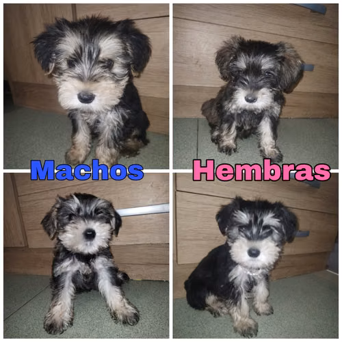 Schnauzer  - Imagen 5