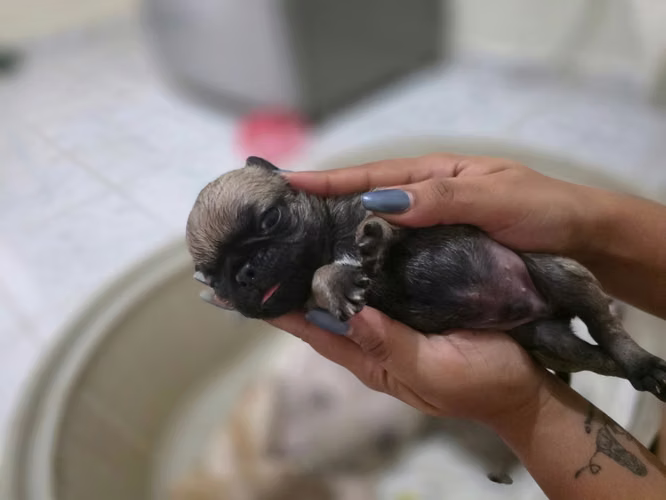 Pugs en venta negociable  - Imagen 3