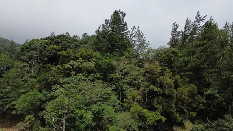 Lote Esquinero en Altos del María | 1,370.8 m² con Privacidad y Clima de Montaña - Imagen 10