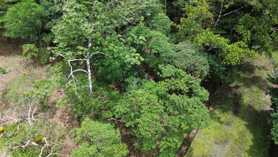 Lote Esquinero en Altos del María | 1,370.8 m² con Privacidad y Clima de Montaña - Imagen 2