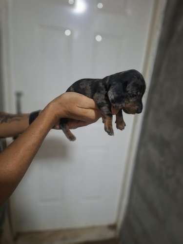 Se vende cachorros salchicha