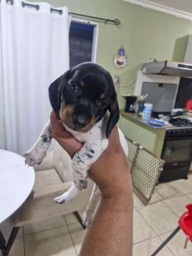 Se vende cachorros salchicha