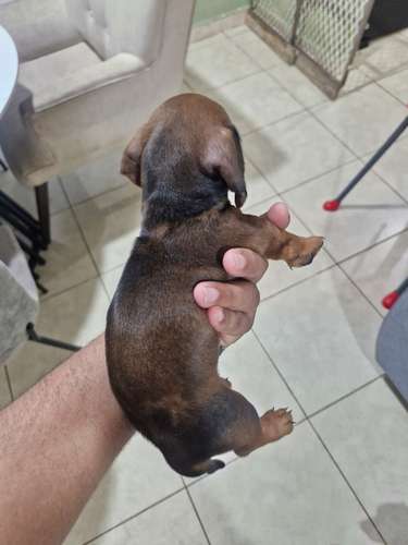 Se vende cachorros salchicha