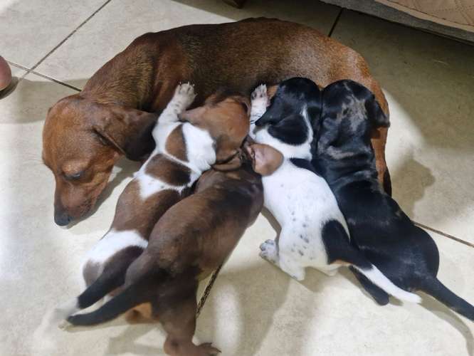 Se vende cachorros salchicha