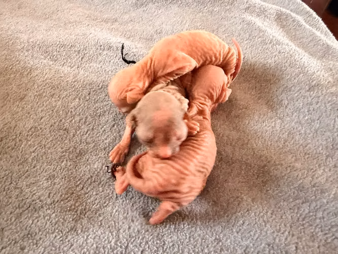 Gatos esfinges o sphynx  - Imagen 4