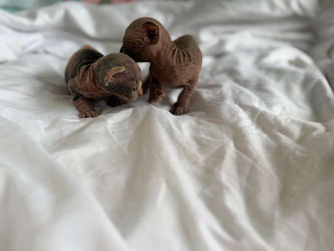 Gatos esfinges o sphynx 
