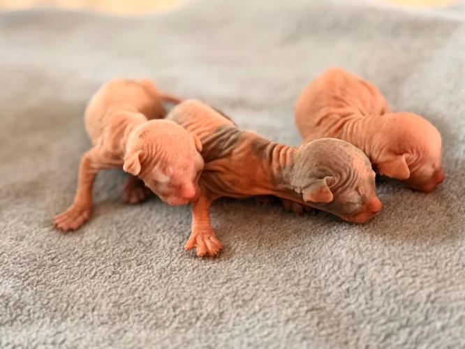 Gatos esfinges o sphynx  - Imagen 1