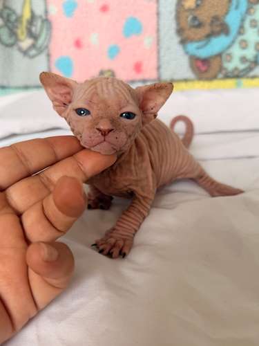Gatos esfinges o sphynx 
