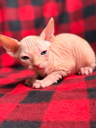Sphinx or sphynx