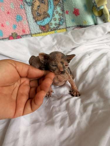 Gatos esfinges o sphynx 