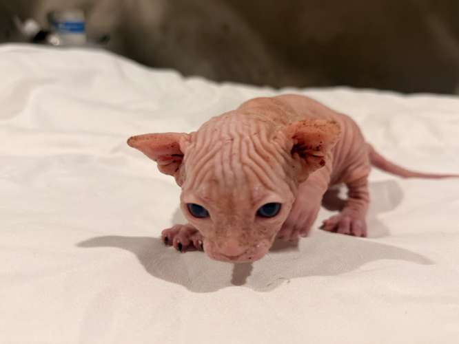 Gatos esfinges o sphynx 