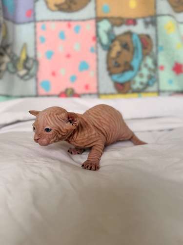 Gatos esfinges o sphynx 
