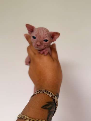 Gatos esfinges o sphynx 