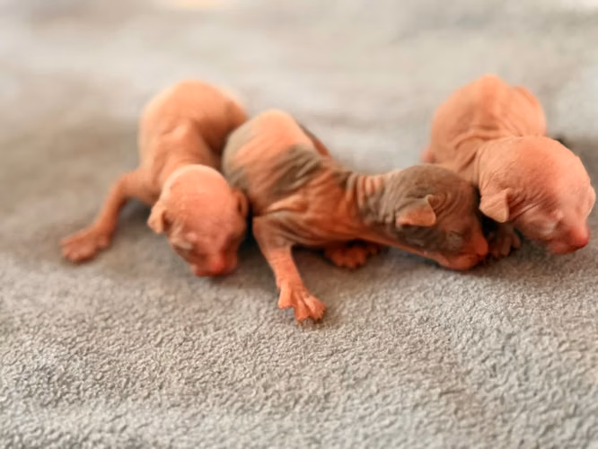 Gatos esfinges o sphynx  - Imagen 2