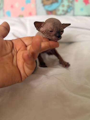 Gatos esfinges o sphynx 