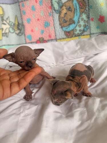 Gatos esfinges o sphynx 