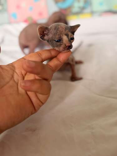 Gatos esfinges o sphynx 