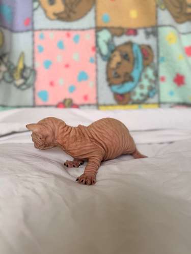 Gatos esfinges o sphynx 
