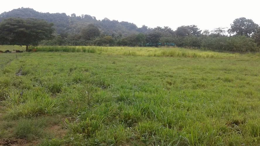 Venta de Terreno en Ruta Las Margaritas NS - Imagen 3