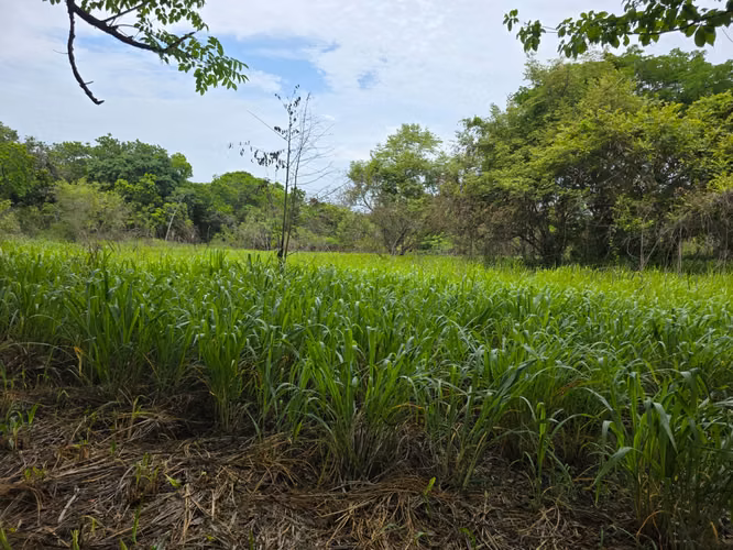 Anton. Terreno colinda con rio majagual. 42,858mts $259,000.00neg  - Imagen 4