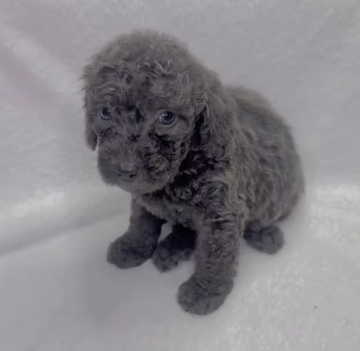 French poodle exótica blue