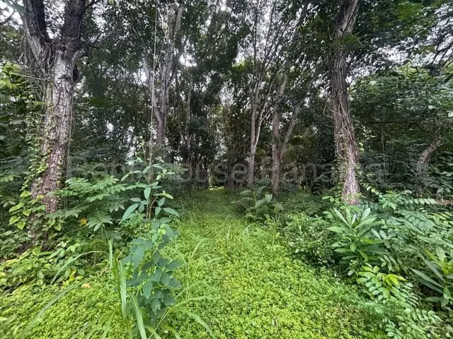 VENTA DE TERRENO EN LAS LAJAS  - Imagen 5