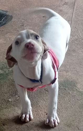 Se venden cachorros de Pitbull baratos vacuados negociables
