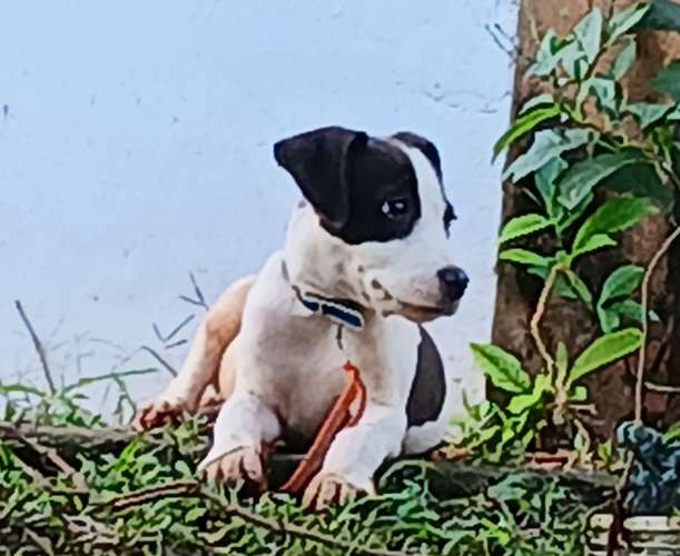 Se venden cachorros de Pitbull rebajados vacuados  - Imagen 8