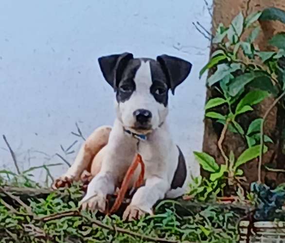 Se venden cachorros de Pitbull rebajados vacuados  - Imagen 7