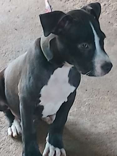 Se venden cachorros de Pitbull rebajados vacuados  - Imagen 3
