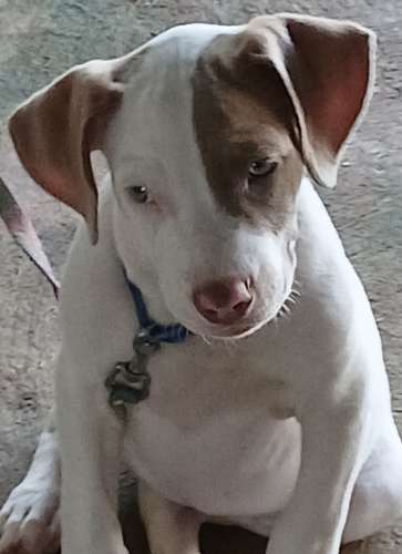 Se venden cachorros de Pitbull rebajados vacuados  - Imagen 5