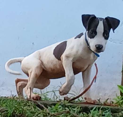 Se venden cachorros de Pitbull rebajados vacuados  - Imagen 9