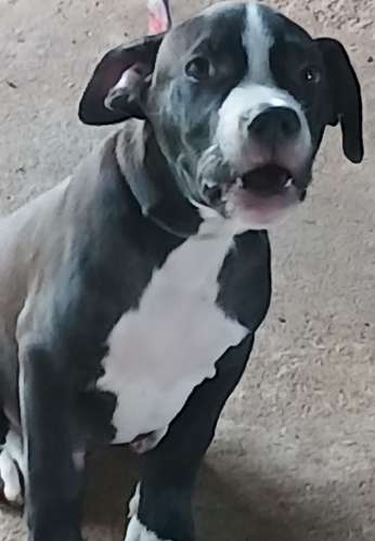 Se venden cachorros de Pitbull rebajados vacuados  - Imagen 2