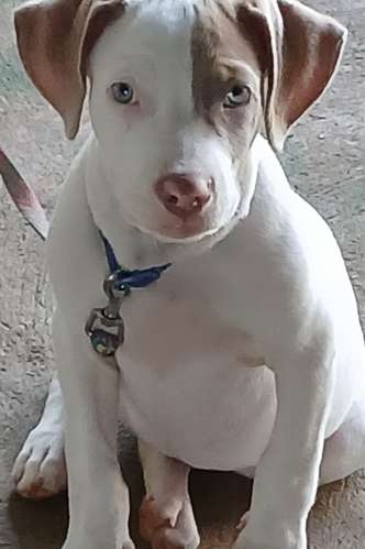 Se venden cachorros de Pitbull rebajados vacuados  - Imagen 4
