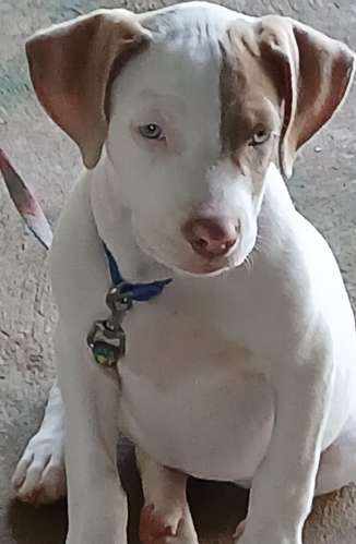 Se venden cachorros de Pitbull rebajados vacuados  - Imagen 6