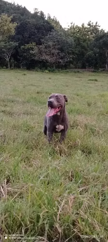 Cachorros de pitbull blue  - Imagen 8