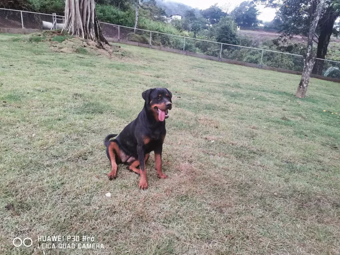  Se vende Rottweiler hembra de 13 meses 