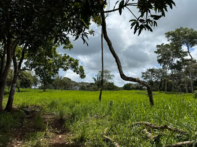 Vendo finca en chorrera - Imagen 4