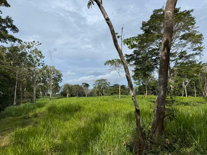 Vendo finca en chorrera - Imagen 5