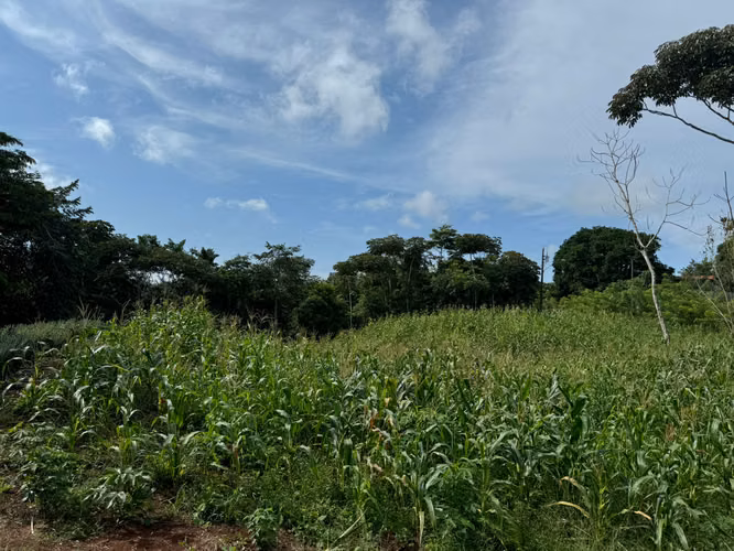 Vendo finca en chorrera - Imagen 7
