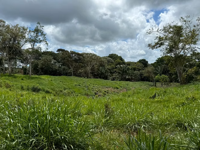 Vendo finca en chorrera - Imagen 8