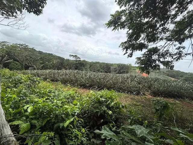 Finca con excelente potencial productivo en venta