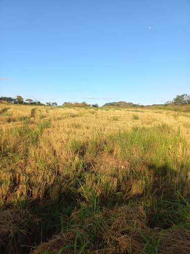 Se VendeTerreno de 44 Hectáreas Planas en Veraguas - Las Rosanitas/Land for Sale: 44 Hectares of Flat Land in Veraguas - - Imagen 6