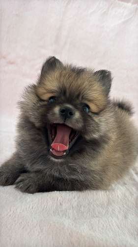 Female and male Pomeranian