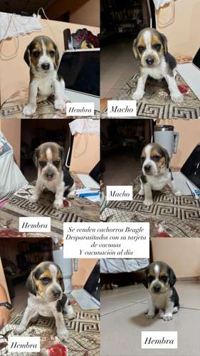 Beagles