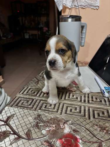 Beagles